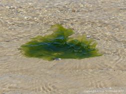 Green Sea Lettuce floating ashore