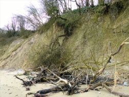 Small trees that have fallen down a cliff as the result of erosion by waves