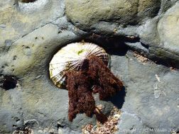 Limpet with tassels of red seaweed