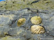 Limpets in their home bases with grazing track marks.