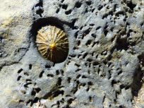 Living limpet attached to rock with burrows of mud tube dwelling bristle worms at Seatown in Dorset, England, with patterns carved into the soft mudstone by its radula teeth while feeding