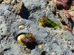 Limpets in their home bases on rock