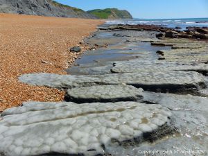 Patterns in eroding layers of calcareous mudstone at Seatown in Dorset