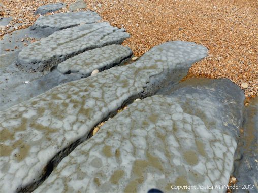 Coastal mudstone eroding into long fingers separated by narrow sinuous channels