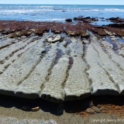 Coastal mudstone layers eroding into long fingers of rock separated by narrow sinuous channels