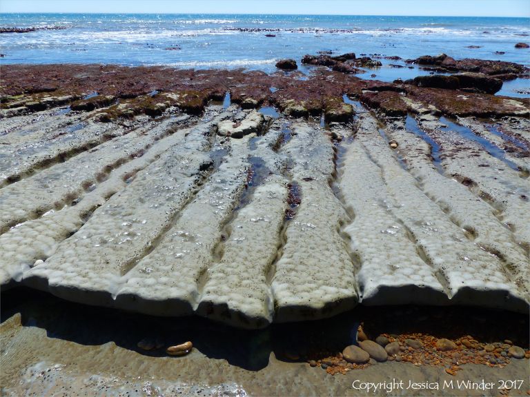 Coastal mudstone layers eroding into long fingers of rock separated by narrow sinuous channels