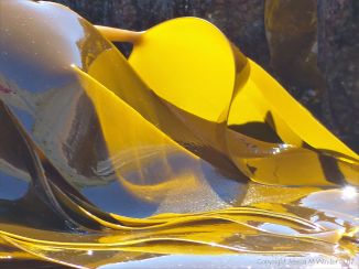 Oarweed or Tangle kelp golden and translucent in sunlight