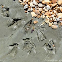 Large webbed seabird footprints with skin impression in soft mud on the beach