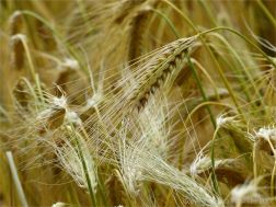 Barley ripening in a Dorset field