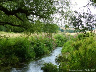 Thickly vegetated river banks along the Cerne in mid July