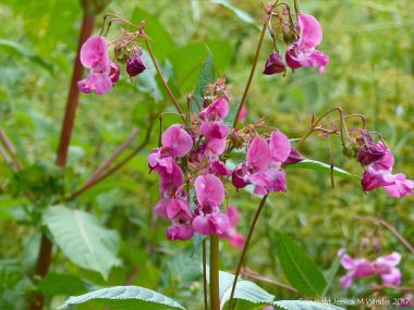 Himalayan Balsam with pink flowers along the river bank