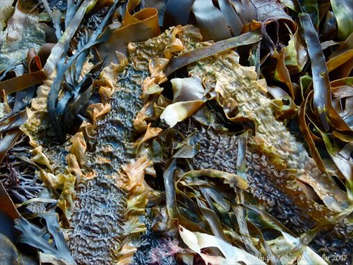 Kelp seaweed textures and patterns in the strandline