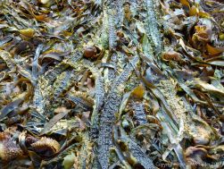 Kelp eaweed textures and patterns in the strandline