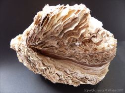 Thick Shell of Crassostrea gigas