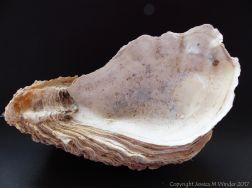 Thick Shell of Crassostrea gigas