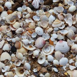 Seashells on the beach at Swansea Bay