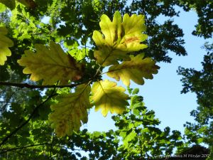 The first few leaves to change colour in the autumn on an oak tree