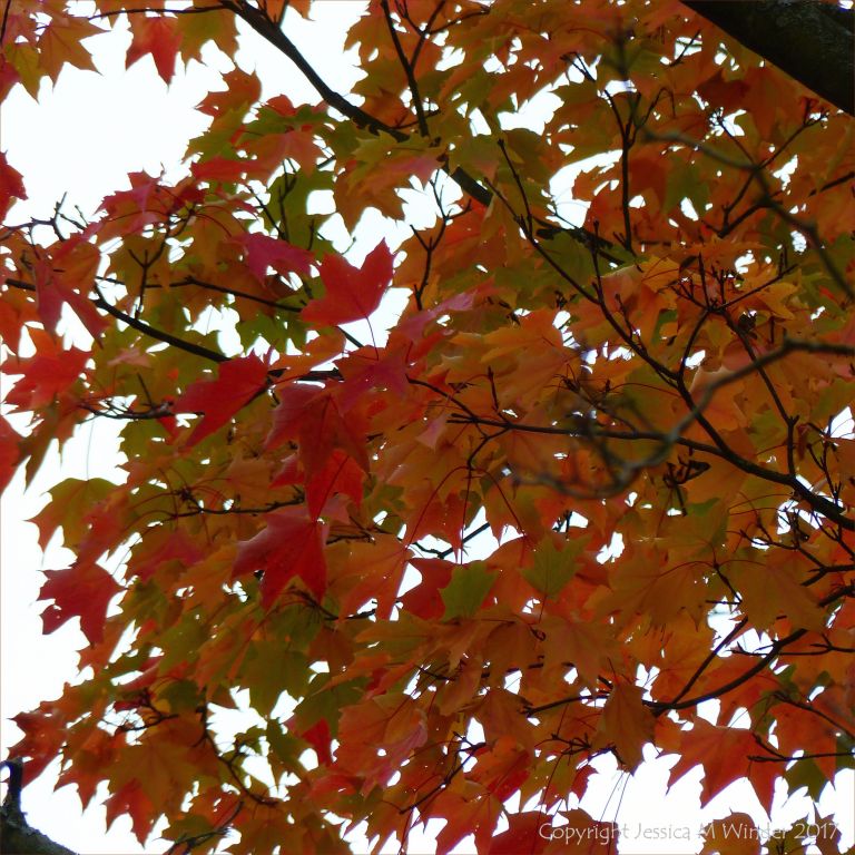 Red leaves on Japanese Maple (Acer japonicum) in autumn