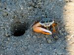 Fiddler crab by its burrow on a muddy seashore in Australia
