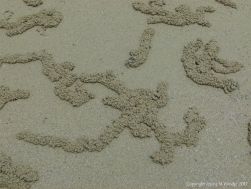 Patterns of sand pellets from the feeding activities of crabs