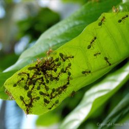 Weaver Ants in Australia nest making