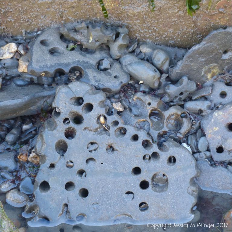 Pieces of shale on the beach with holes made by piddocks