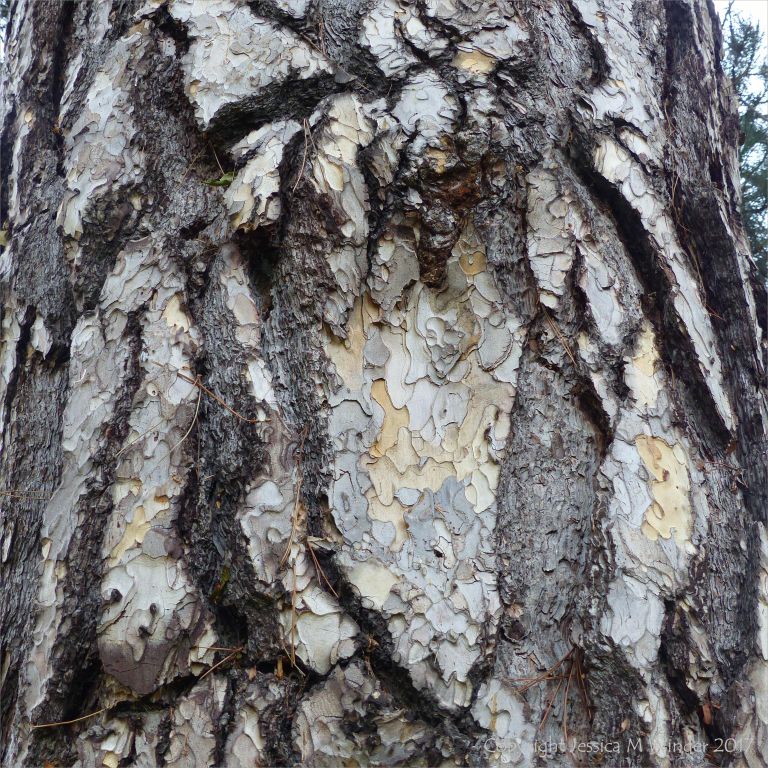 Detail of bark on an Austrian Pine at Kew Gardens