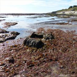 Seaweed on the rock platform below the sea wall at Lyme Regis