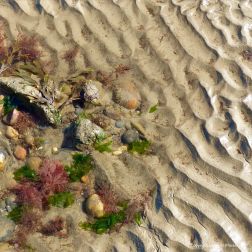 Detail of the shore below the new sea wall at Lyme Regis in Dorset's Jurassic Coast with seaweed and sand ripples