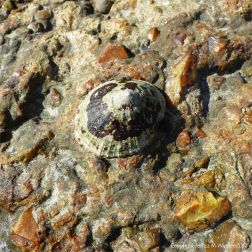 Limpet living on the old concrete footing of a demolished breakwater