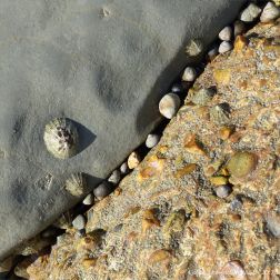 Limpets and periwinkles living on limestone and concrete and the crevice between the two.
