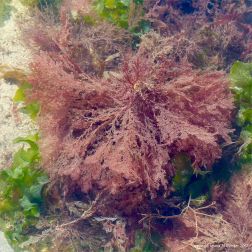 Red seaweed in a tidal pool