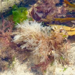 Bleached white dead seaweed in a tidal pool