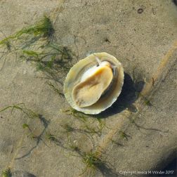 Limpet lying upside down showing its soft parts