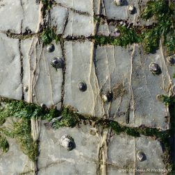 Seaweeds and seashore creatures on veined limestone