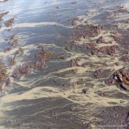 Dendritic drainage patterns on the shore at low tide