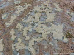 Erosion patterns on the surface of a seashore limestone pavement