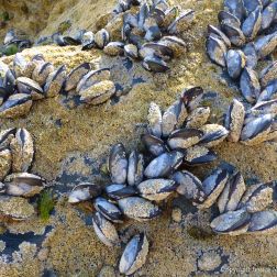 Common edible mussels and acorn barnacles living on rocks at the seaside