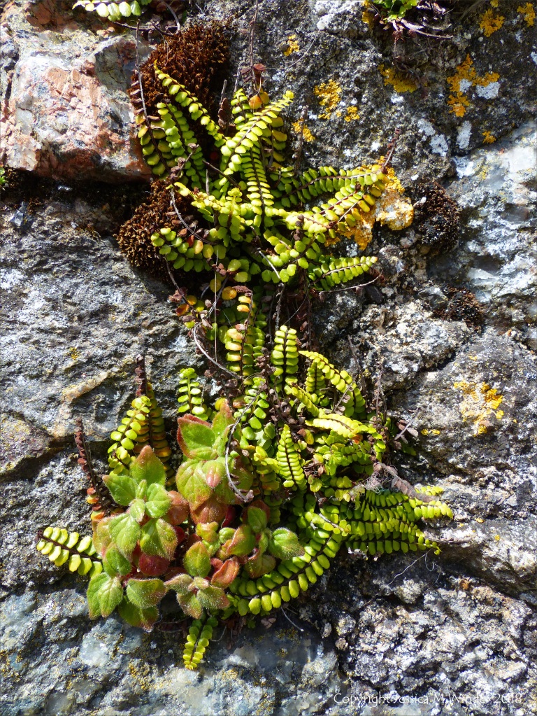 Ferns growing on a wall in St Ives