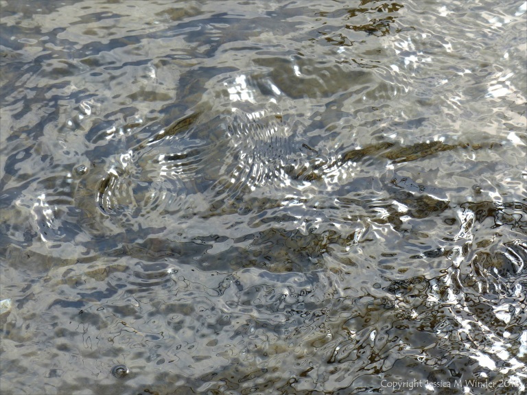 Silvery natural patterns on the surface of flowing water