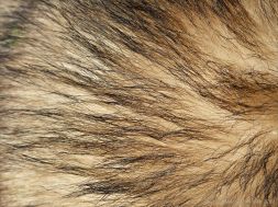Close-up of hairs on a badger (Meles meles)