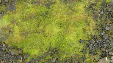 Bright green seaweed on a stony seashore