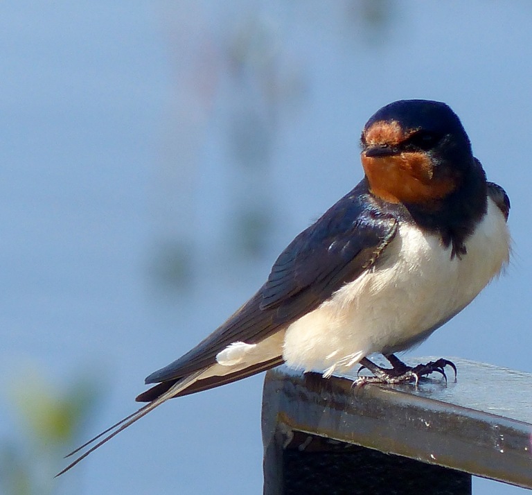 Resting swallow close-up