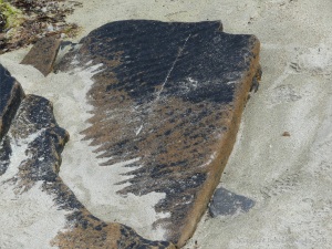 Upper Stromness Flagstone with fossil ripples Fulmar on the cliff top at Point of Hellia in Orkney