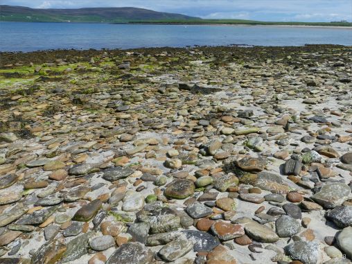 Cobble size beach stones made of Upper Stromness Flagstone at Grit Ness