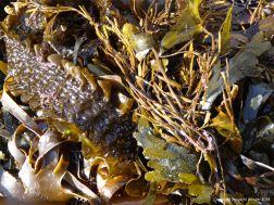 Seaweeds and kelp washed up on the shore at Kimmeridge Bay