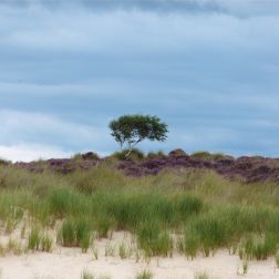 Sand dunes and heather behind Studland Beach