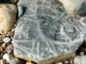 Natural pattern of trace fossils in limestone at Monmouth Bay in Lyme Regis, Dorset, Jurassic Coast