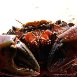 Close-up detail of a common shore crab at Studland