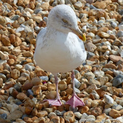 Seagull on a shingle beach